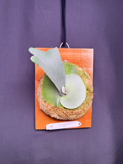 Platycerium 'Unicorn' sporeling mounted -UNI-02