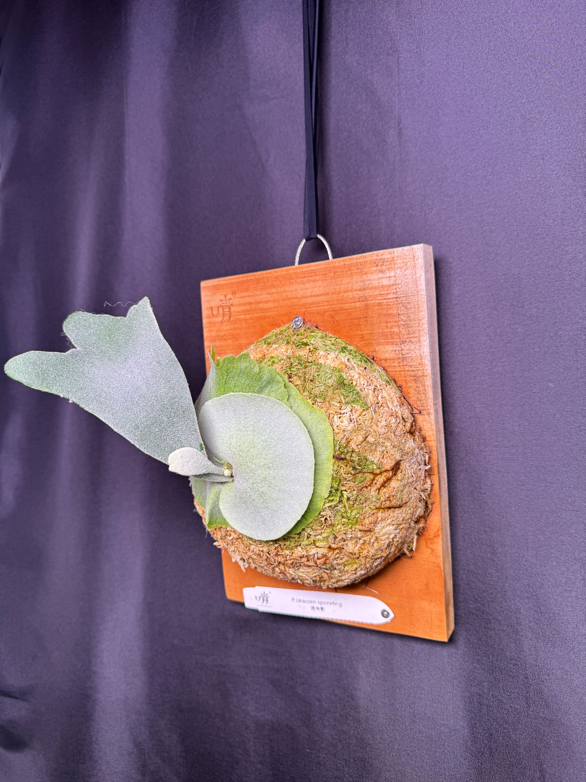 Platycerium 'Unicorn' sporeling mounted -UNI-02