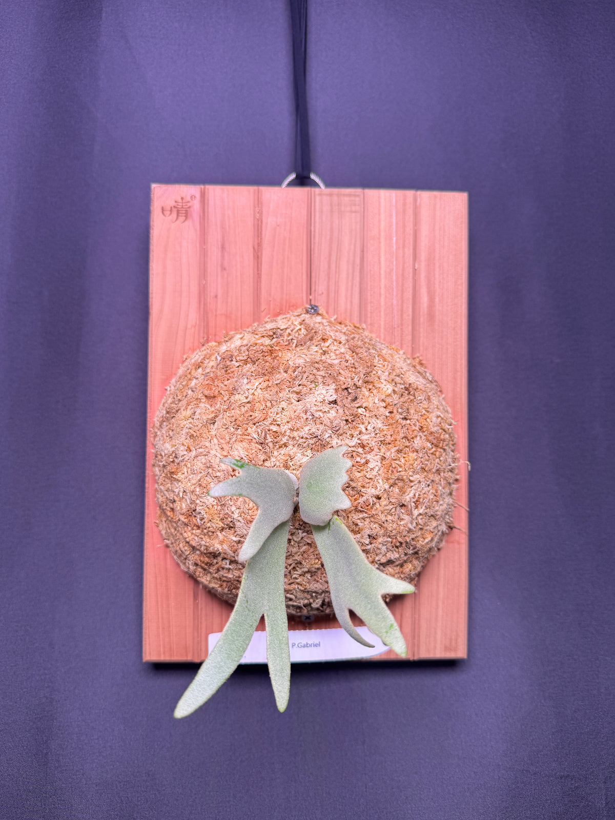 P. willinckii cv.'Gabriel' - Offset from Mother Plant - G-05