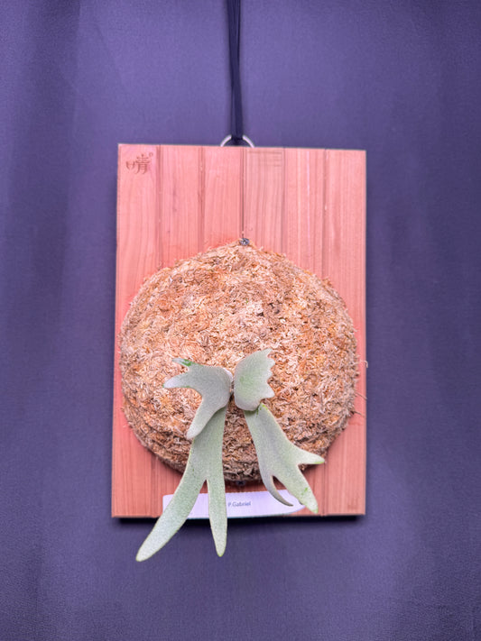 P. willinckii cv.'Gabriel' - Offset from Mother Plant - G-05