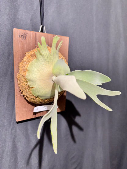 P.  veitchii ‘Lemoinei’  - Offset from Mother Plant - VL -01