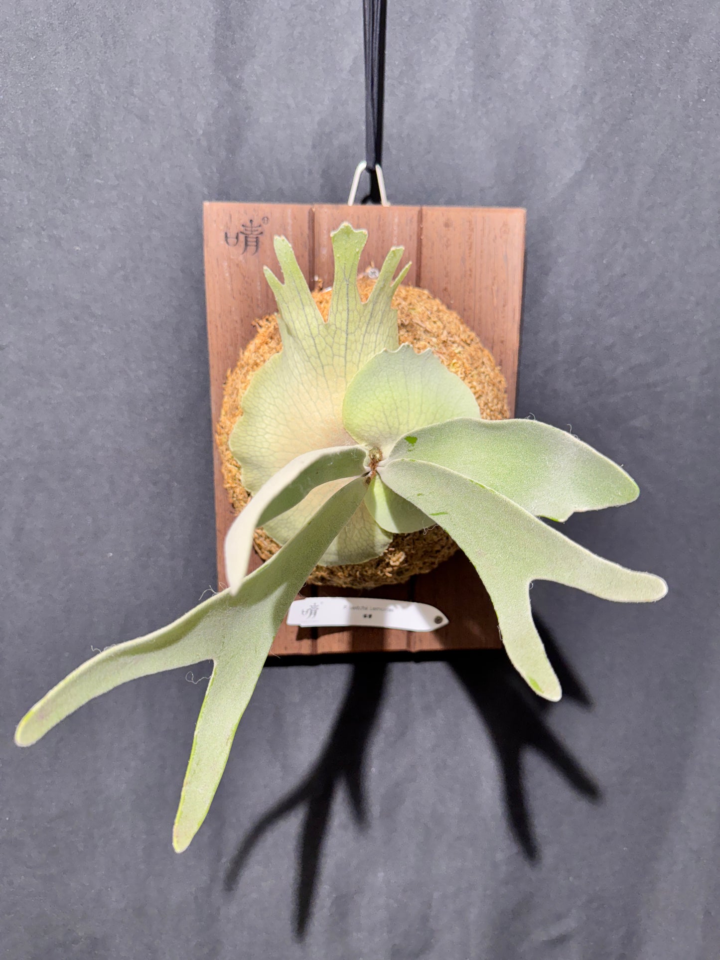 P.  veitchii ‘Lemoinei’  - Offset from Mother Plant - VL -01