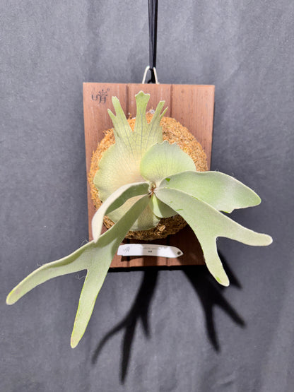 P.  veitchii ‘Lemoinei’  - Offset from Mother Plant - VL -01