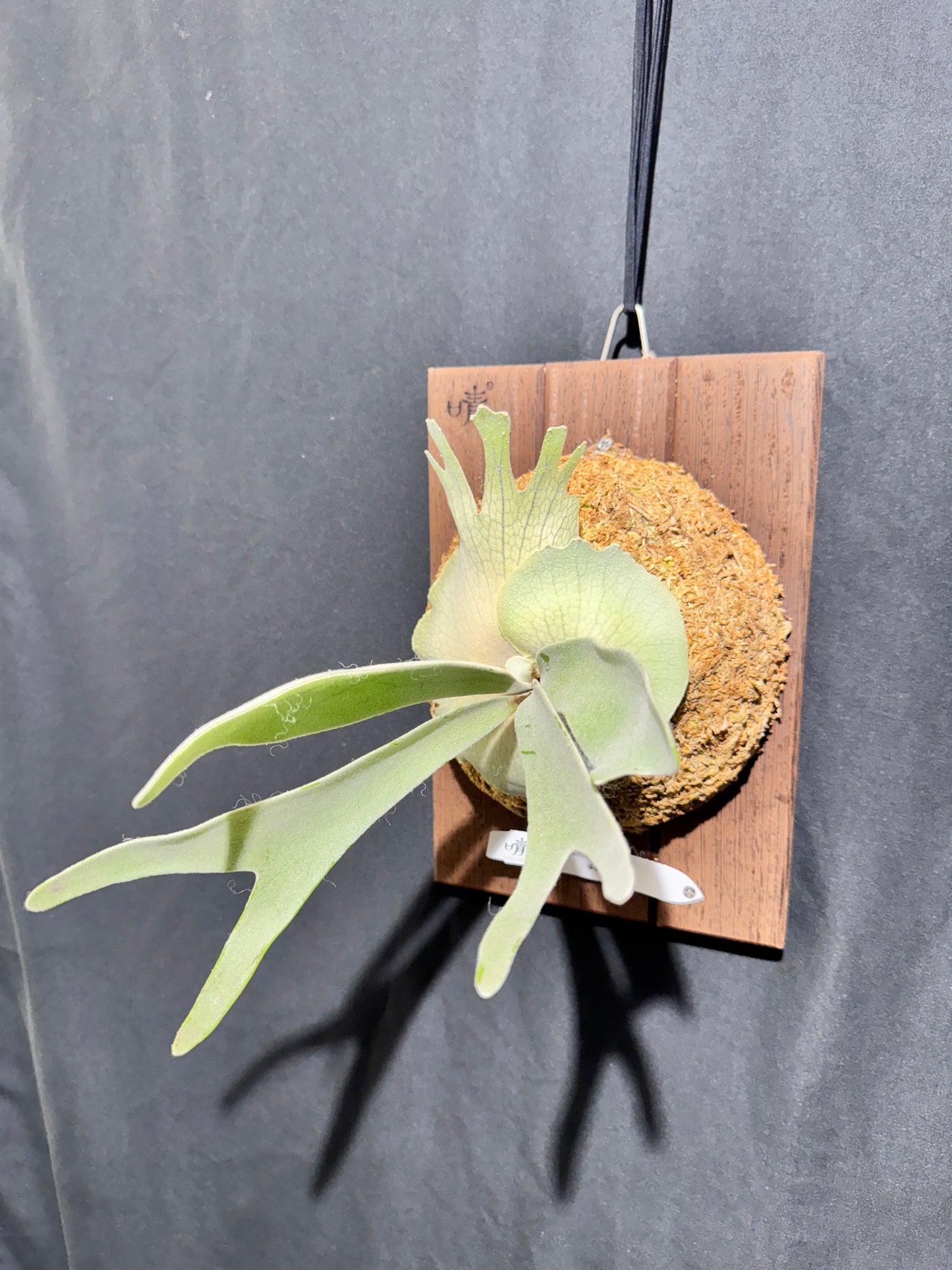 P.  veitchii ‘Lemoinei’  - Offset from Mother Plant - VL -01