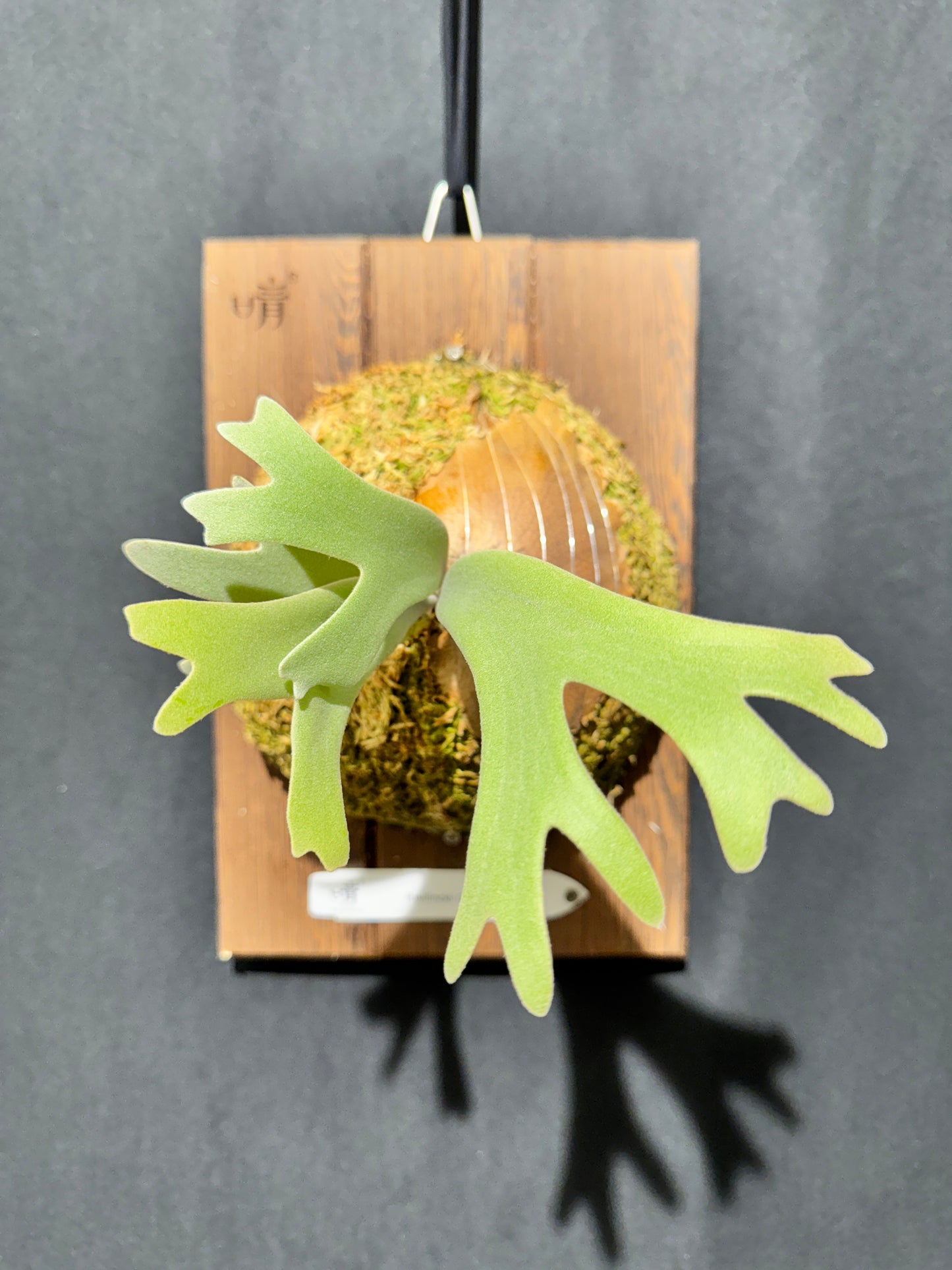 P.willinckii Omega - Offset from Mother Plant - OME-01