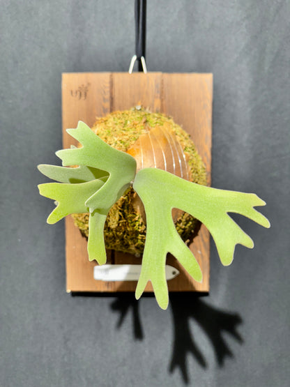 P.willinckii Omega - Offset from Mother Plant - OME-01