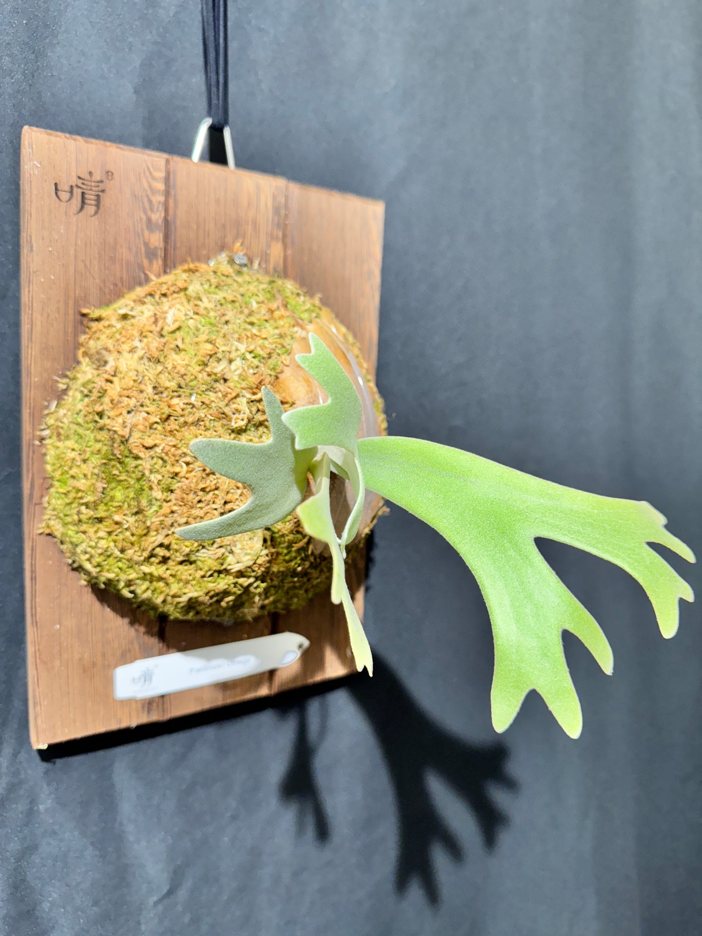 P.willinckii Omega - Offset from Mother Plant - OME-01