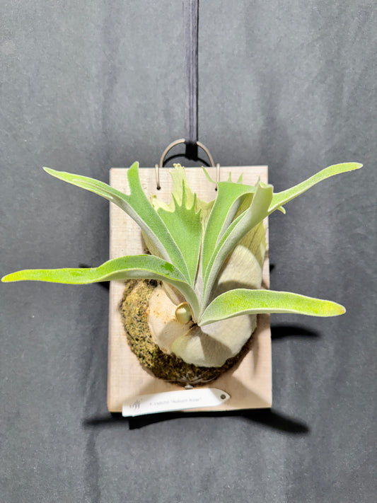 P. veitchii 'Auburn River' - Offset from Mother Plant - AR-03