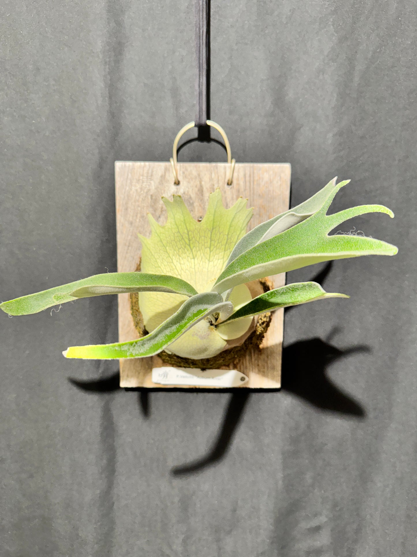 P. veitchii 'Auburn River' - Offset from Mother Plant - AR-04