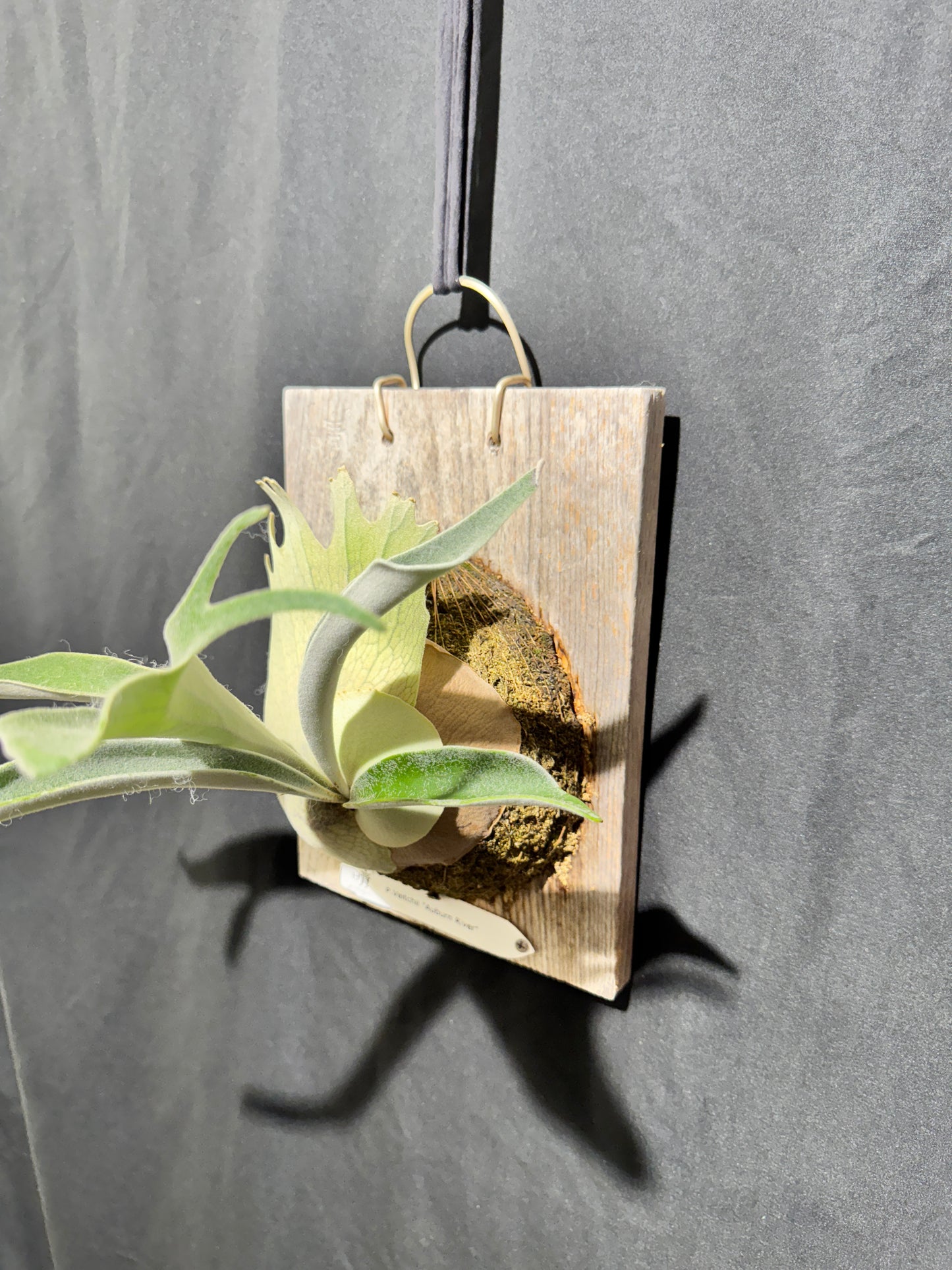 P. veitchii 'Auburn River' - Offset from Mother Plant - AR-04