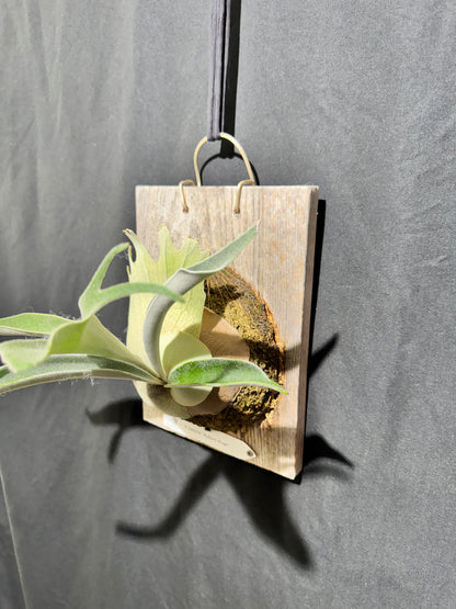 P. veitchii 'Auburn River' - Offset from Mother Plant - AR-04