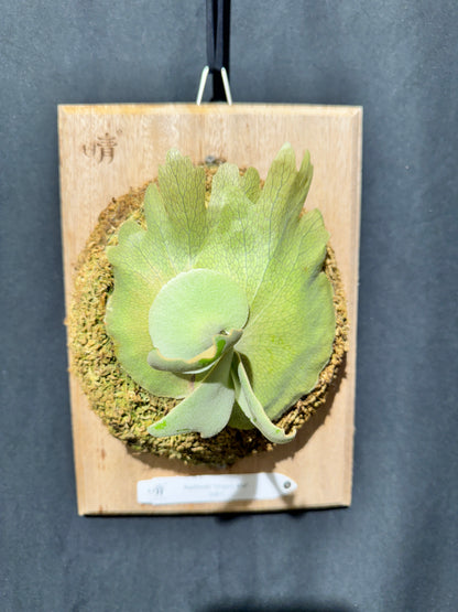 P. willinckii 'Unguis Albi' - Offset from Mother Plant - UA -01