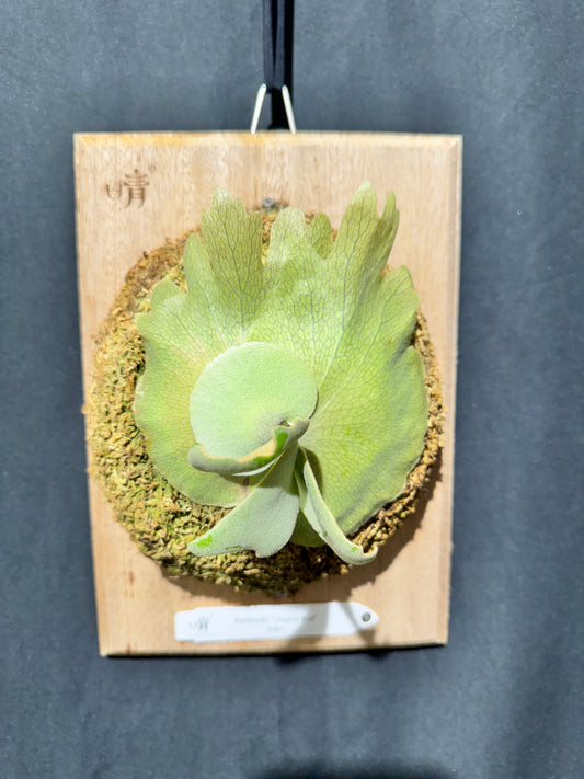 P. willinckii 'Unguis Albi' - Offset from Mother Plant - UA -01