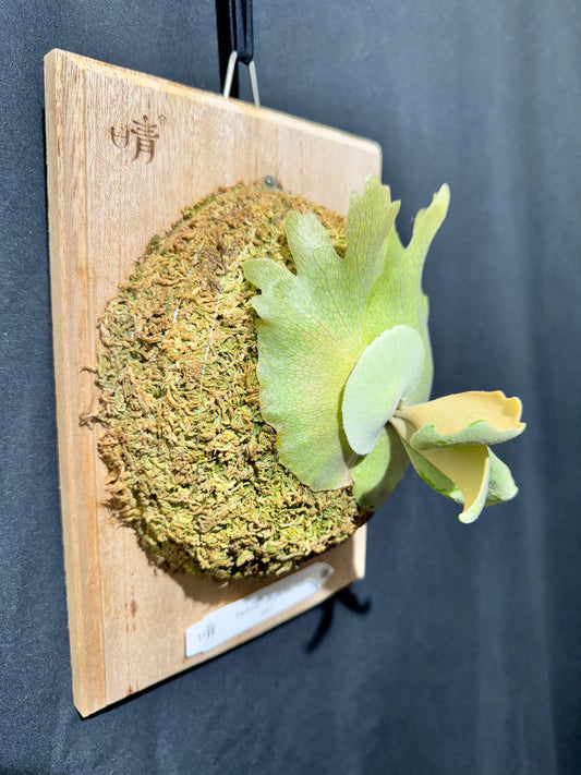 P. willinckii 'Unguis Albi' - Offset from Mother Plant - UA -01