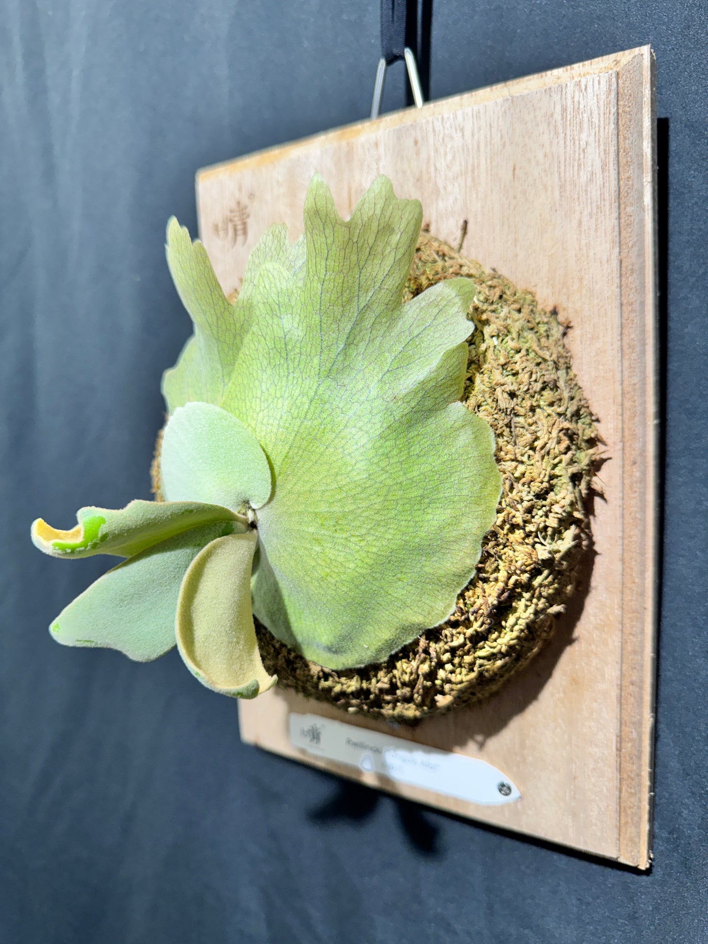 P. willinckii 'Unguis Albi' - Offset from Mother Plant - UA -01