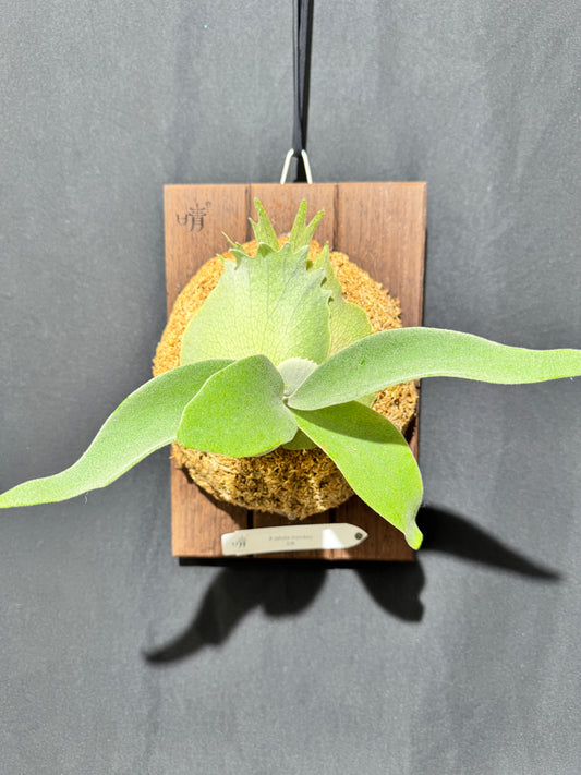 P. White Monkey - Offset from Mother Plant - WHK-01