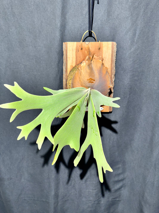 P.willinckii 'White Heaven' - Offset from Mother Plant  - WH-01