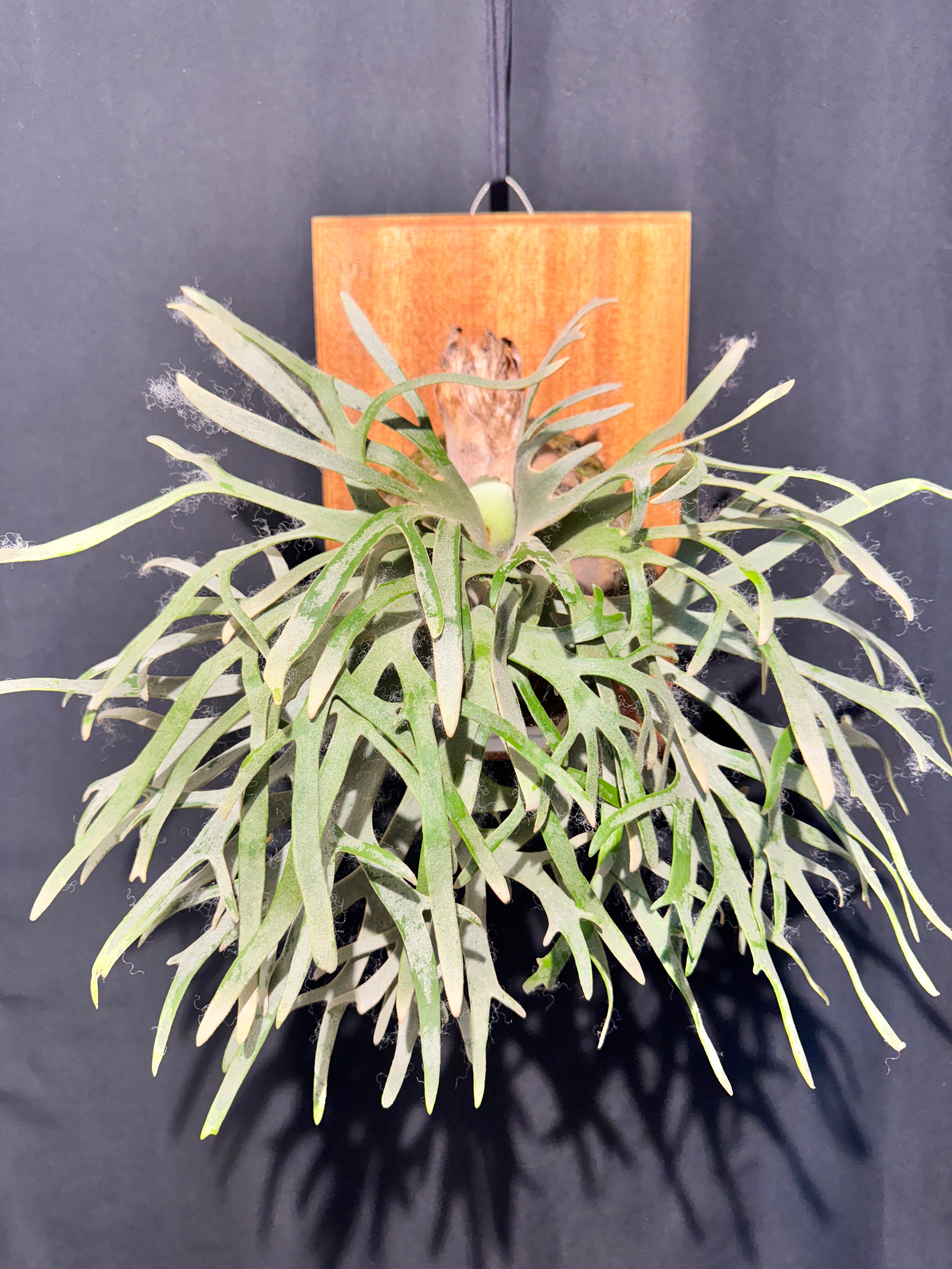 Dwarf Varieties – Haruhana