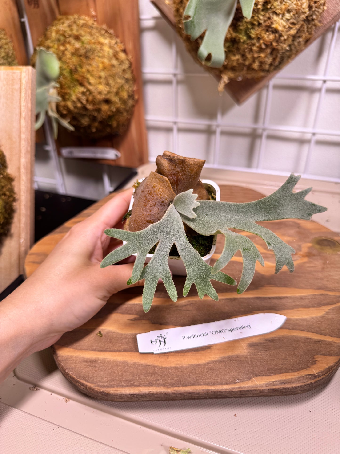 Special package - Potted P. willinckii 'nano' sporeling and P. willinckii 'OMG' sporeling