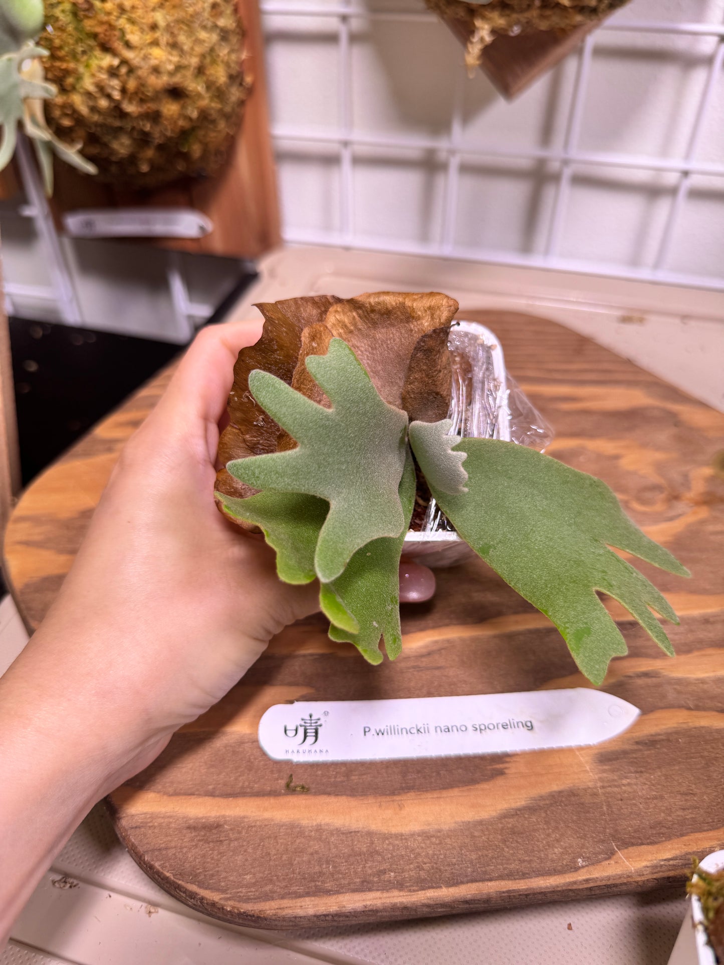 Special package - Potted P. willinckii 'nano' sporeling and P. willinckii 'OMG' sporeling