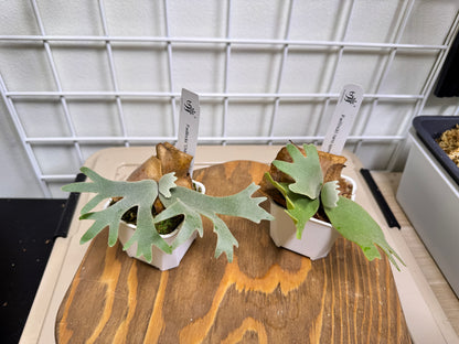 Special package - Potted P. willinckii 'nano' sporeling and P. willinckii 'OMG' sporeling
