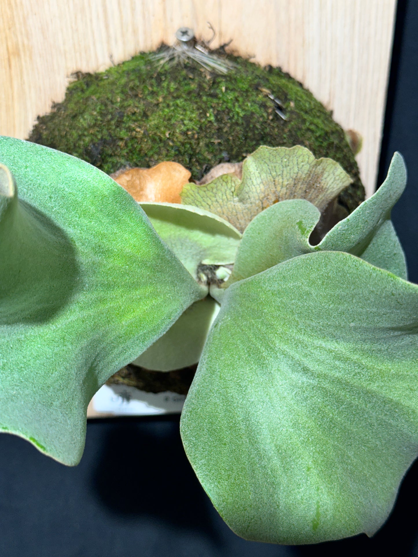 Platycerium Ginka sporeling - GKA-01
