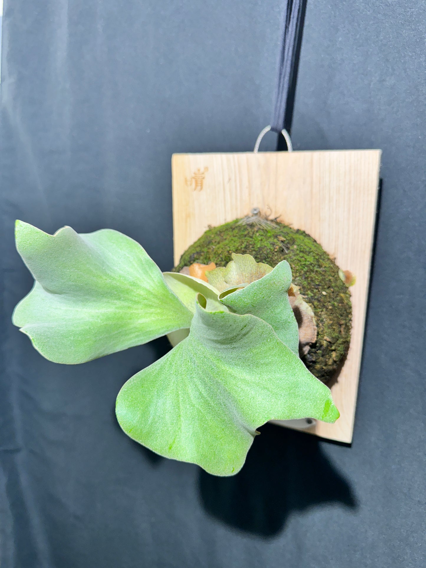 Platycerium Ginka sporeling - GKA-01