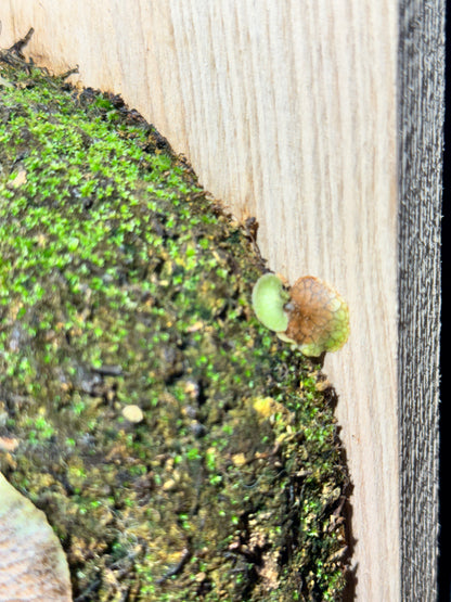 Platycerium Ginka sporeling - GKA-01