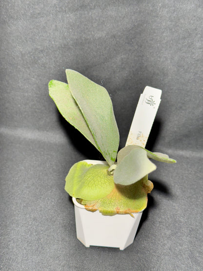 P. 'Elsa' potted - offset from Mother Plant - ELS-01