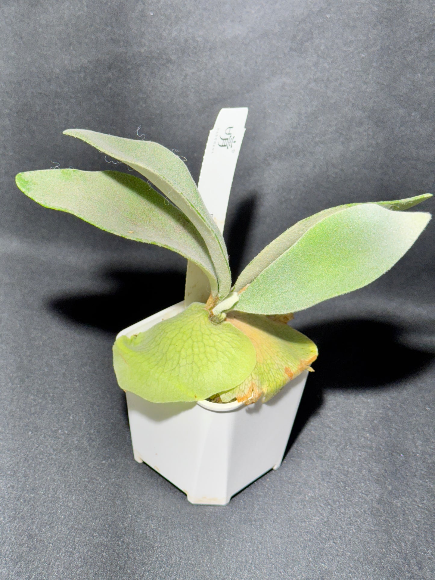 P. 'Elsa' potted - offset from Mother Plant - ELS-01