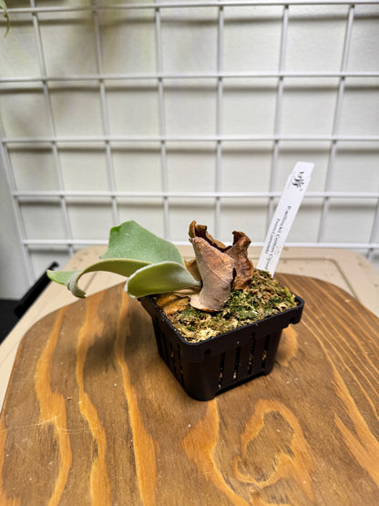 P. willinckii ‘Cotton Cloud’ - Offset from Mother Plant - CCS - 01