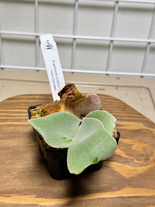 P. willinckii ‘Cotton Cloud’ - Offset from Mother Plant - CCS - 01