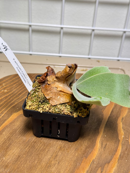 P. willinckii ‘Cotton Cloud’ - Offset from Mother Plant - CCS - 01