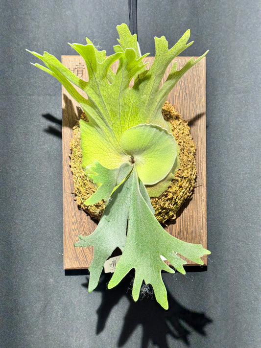 P.willinckii 'Leonids' sporeling - LEO-01