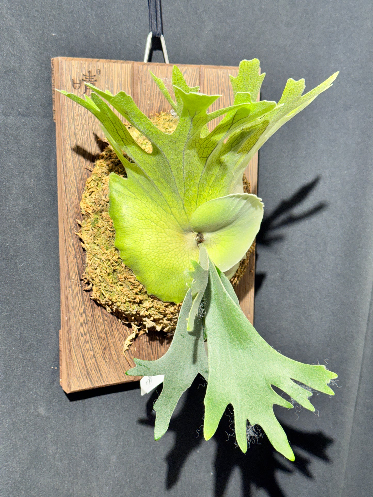 P.willinckii 'Leonids' sporeling - LEO-01