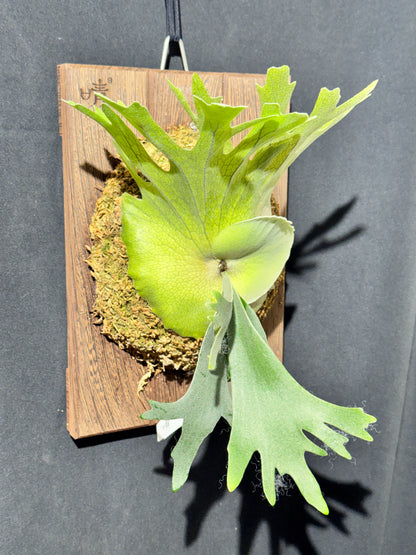 P.willinckii 'Leonids' sporeling - LEO-01