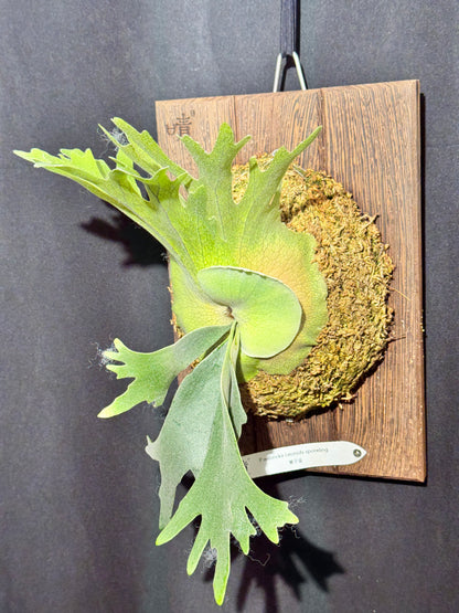 P.willinckii 'Leonids' sporeling - LEO-01