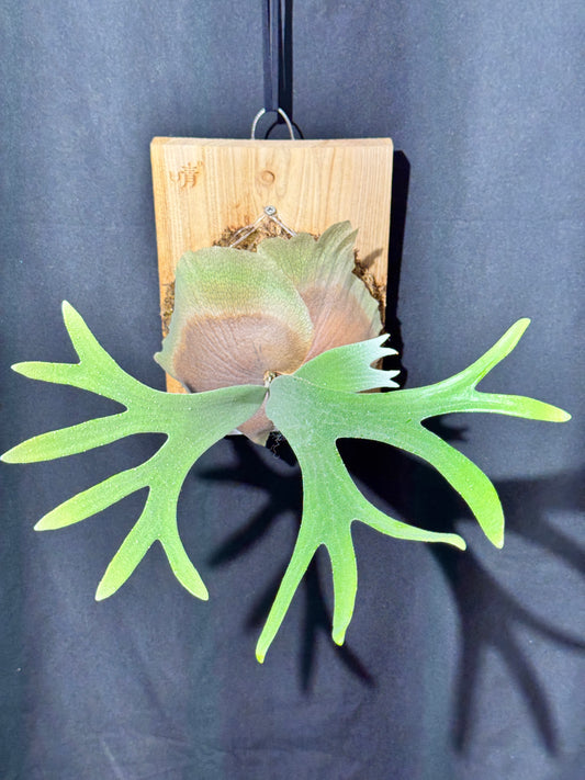 P. bifurcatum 'sp white' - Offset from Mother Plant - SPW-03