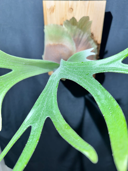 P. bifurcatum 'sp white' - Offset from Mother Plant - SPW-03