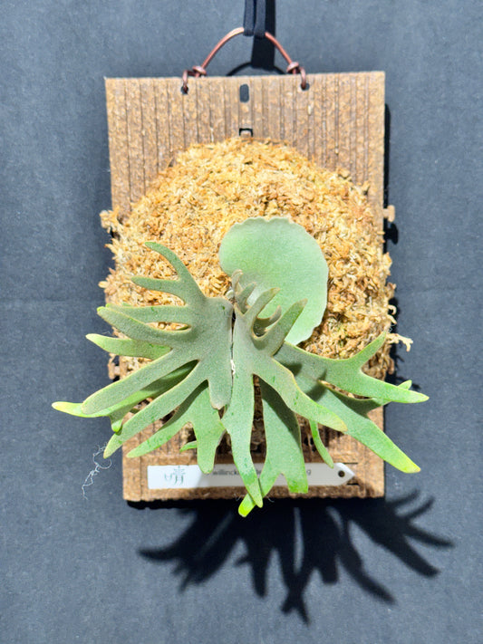 P. willinckii 'Jade Girl' sporeling- JG-08