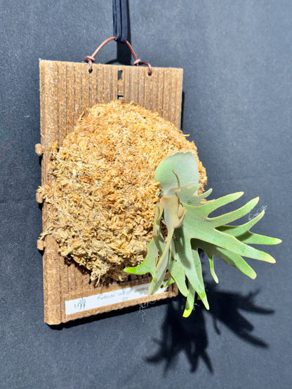 P. willinckii 'Jade Girl' sporeling- JG-08