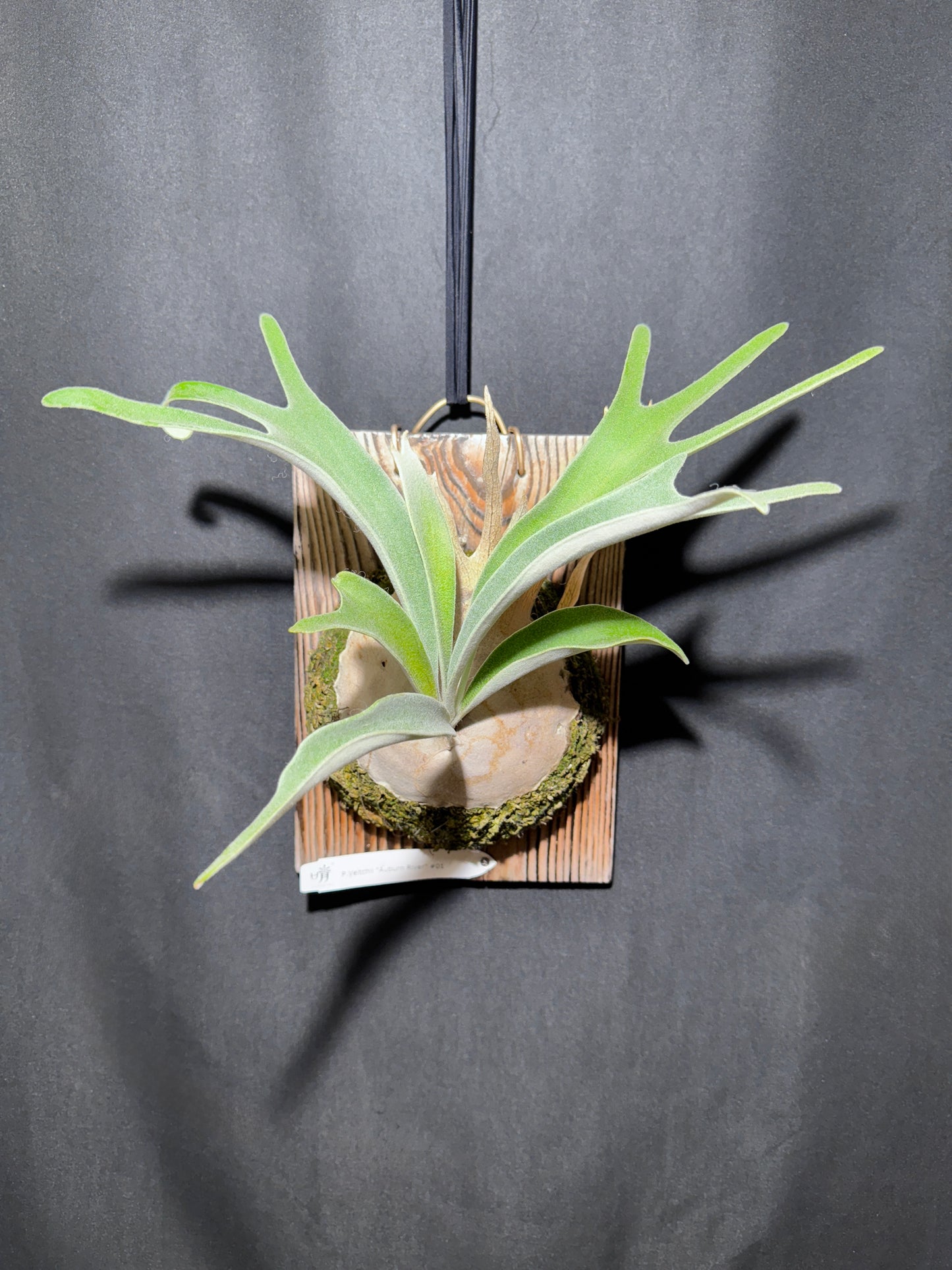 P. veitchii 'Auburn River' - Offset from Mother Plant - AR-01