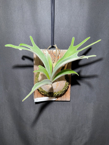P. veitchii 'Auburn River' - Offset from Mother Plant - AR-01