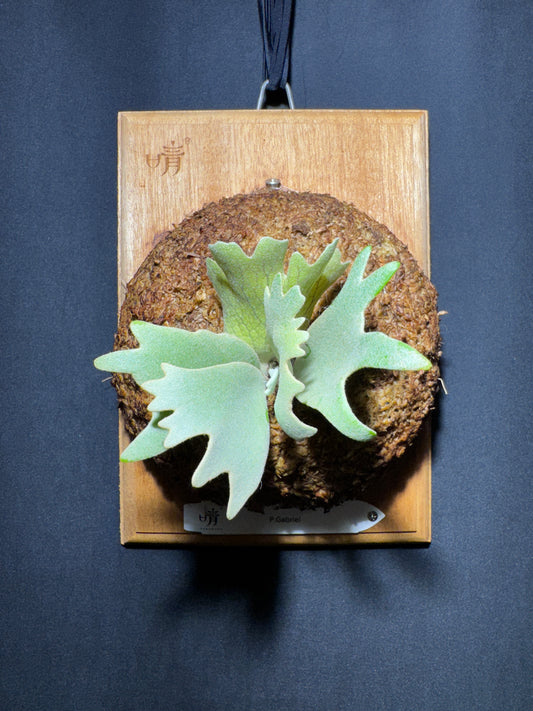 P. willinckii cv.'Gabriel' - Offset from Mother Plant - G-01
