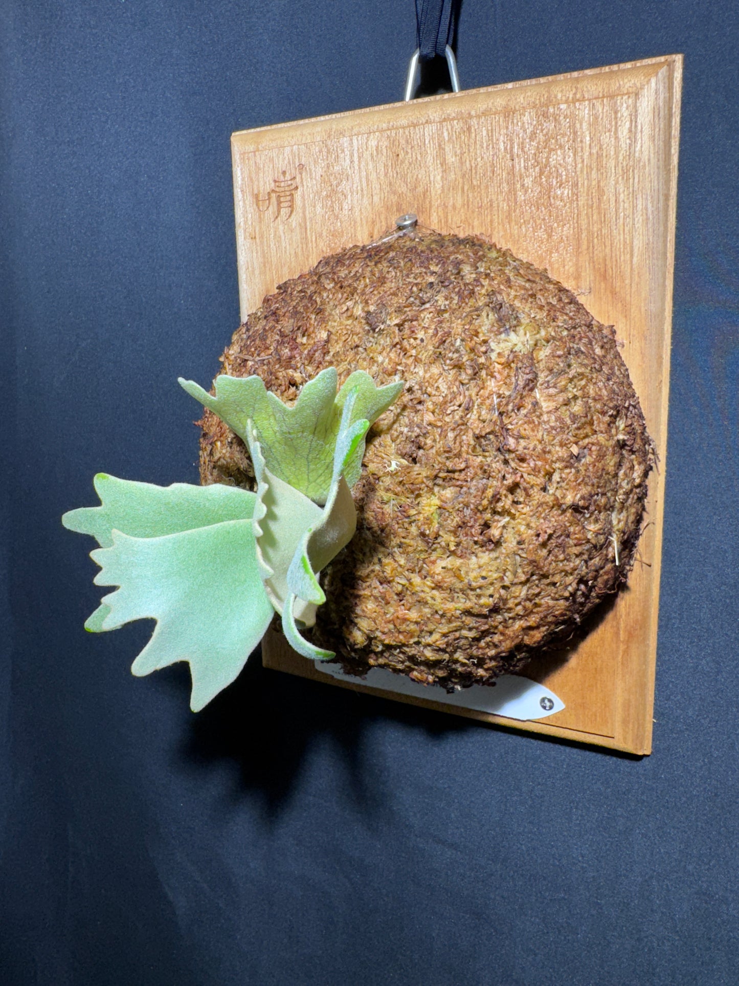 P. willinckii cv.'Gabriel' - Offset from Mother Plant - G-01