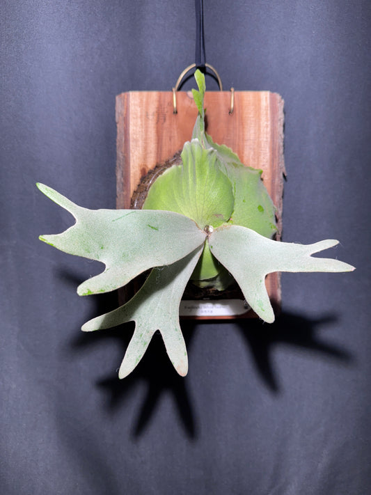 P.willinckii 'White Heaven'  - Offset from Mother Plant  - WH-01