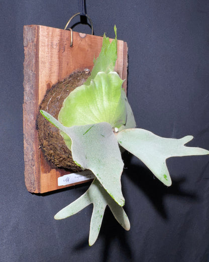 P.willinckii 'White Heaven'  - Offset from Mother Plant  - WH-01