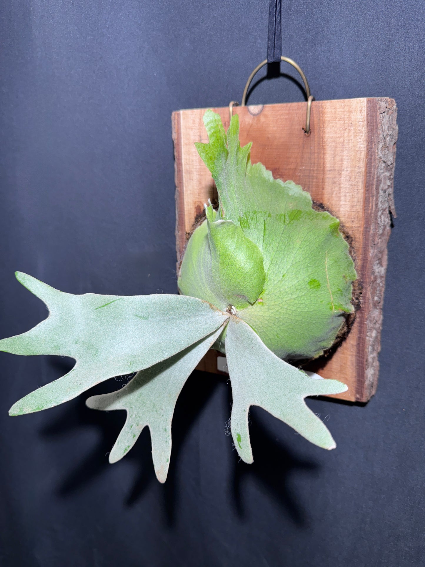 P.willinckii 'White Heaven'  - Offset from Mother Plant  - WH-01