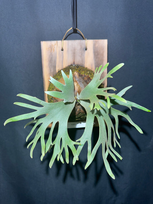 P. willinckii 'Jade Girl' - Offset from Mother Plant -  JG-01