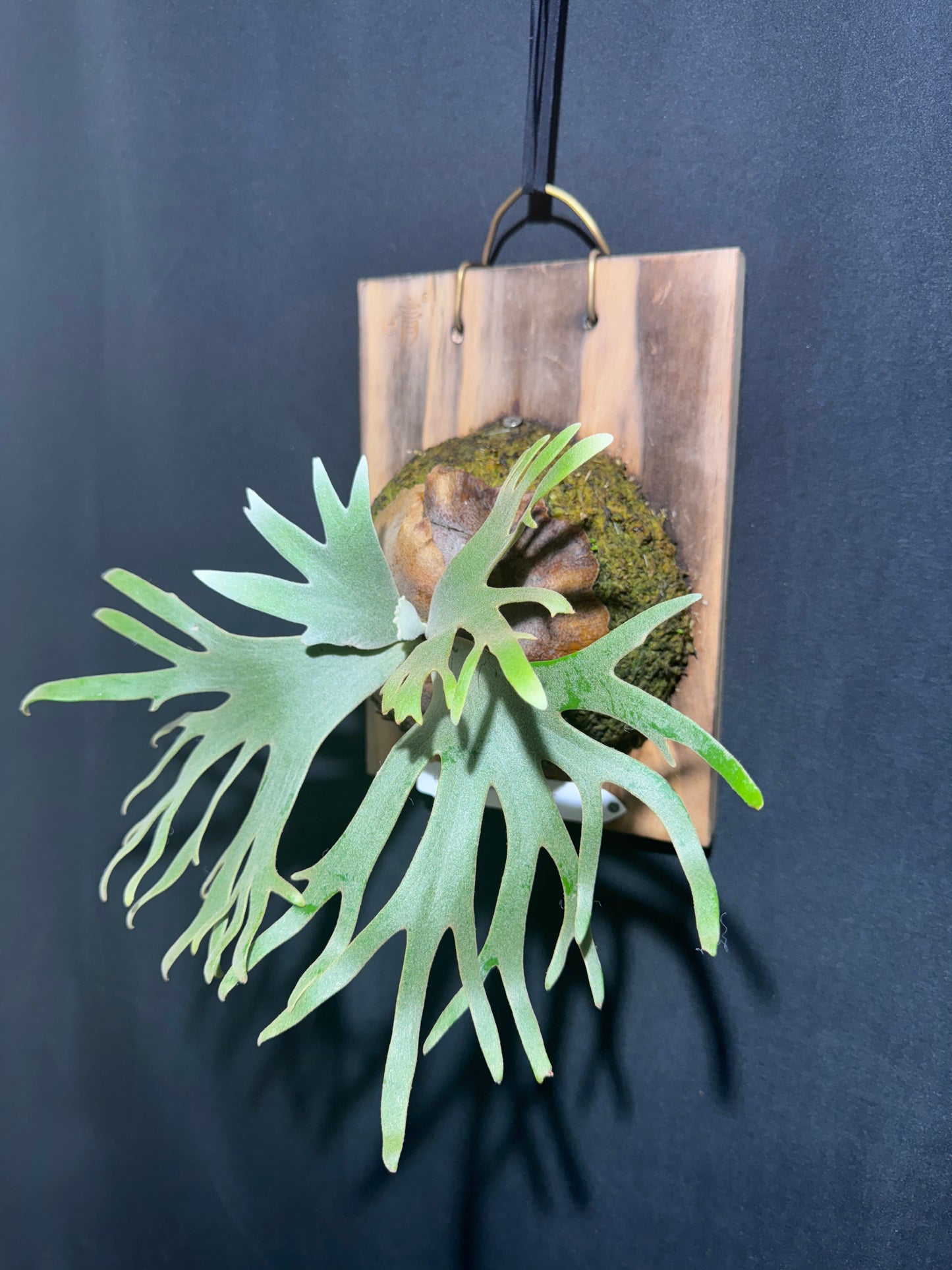 P. willinckii 'Jade Girl' - Offset from Mother Plant -  JG-01